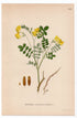 1926 Hippocrepis Emerus, Scorpion Senna (Coronilla emerus) botanical print by C. A. M. Lindman, Plate 323