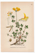 1926 Bird's-foot Trefoil (Lotus corniculatus) botanical print by C. A. M. Lindman, Plate 324
