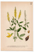 1926 Tall Yellow Sweetclove, Honey Clover (Melilotus altissimus) botanical print by C. A. M. Lindman, Plate 325