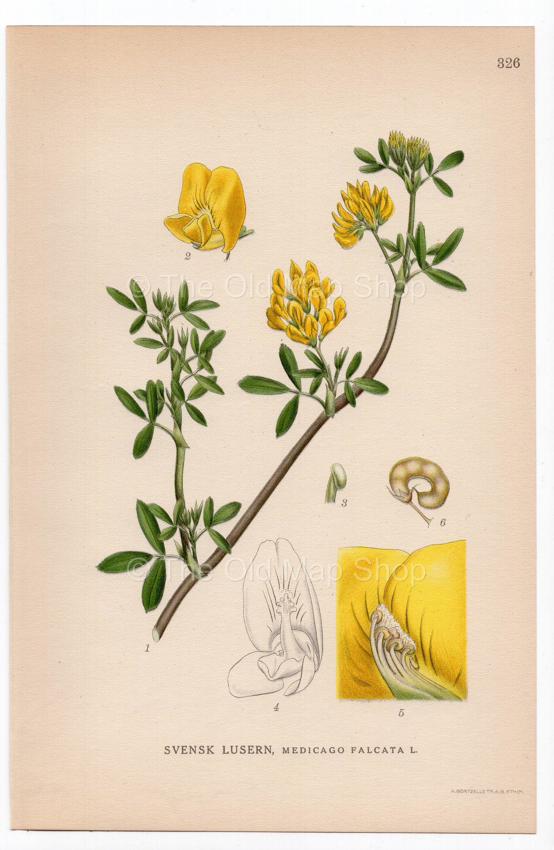 1926 Yellow Lucerne, Sickle Alfalfa, Yellow Medick (Medicago falcata) botanical print by C. A. M. Lindman, Plate 326
