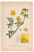 1926 Yellow Lucerne, Sickle Alfalfa, Yellow Medick (Medicago falcata) botanical print by C. A. M. Lindman, Plate 326