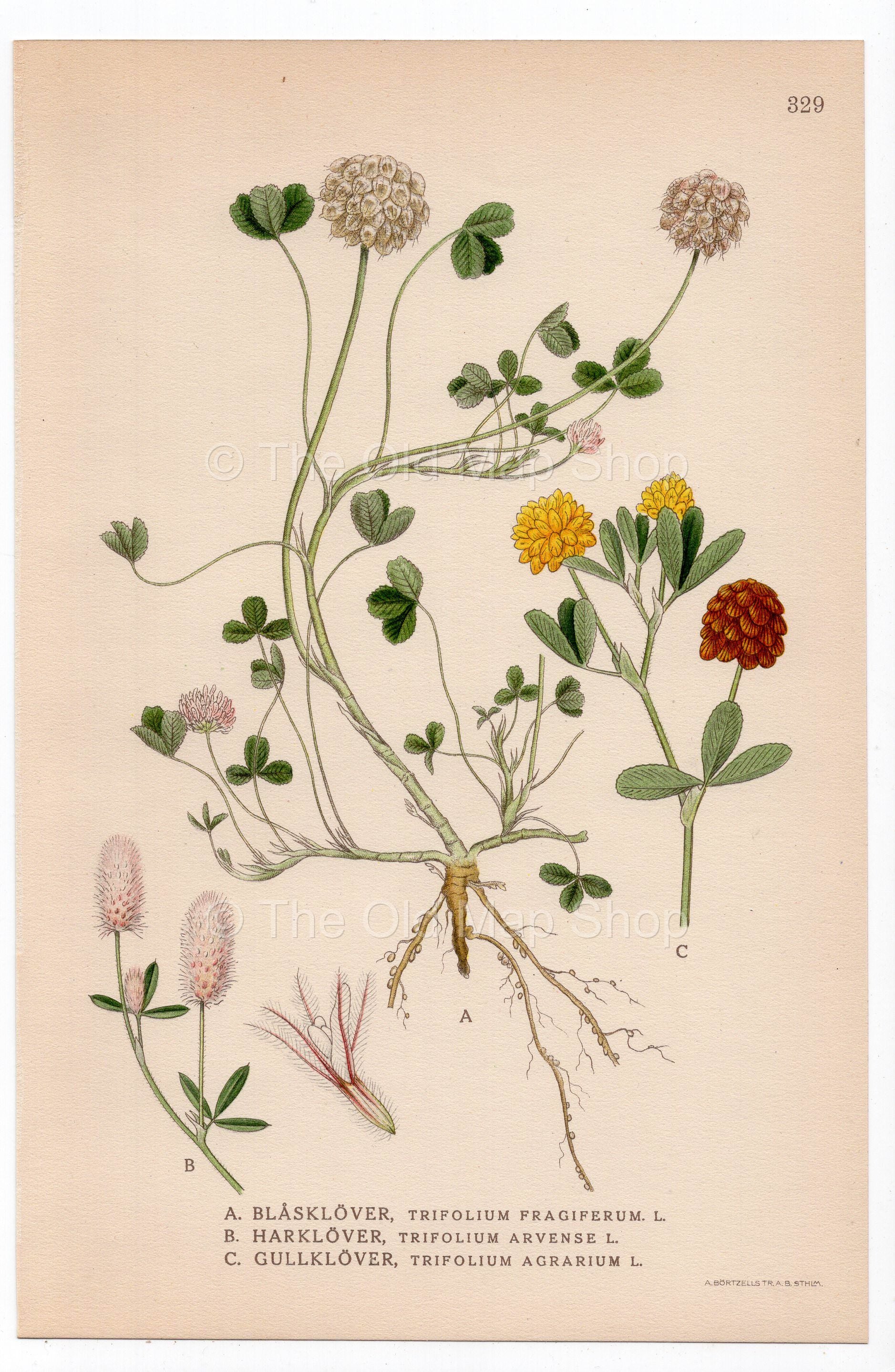 1926 Strawberry Clover, Hare's-foot Clover (Trifolium fragiferum & arvense) botanical print by C. A. M. Lindman, Plate 329