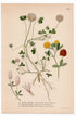 1926 Strawberry Clover, Hare's-foot Clover (Trifolium fragiferum & arvense) botanical print by C. A. M. Lindman, Plate 329