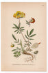 1926 Kidneyvetch, Kidney Vetch, Woundwort (Anthyllis vulneraria) botanical print by C. A. M. Lindman, Plate 330