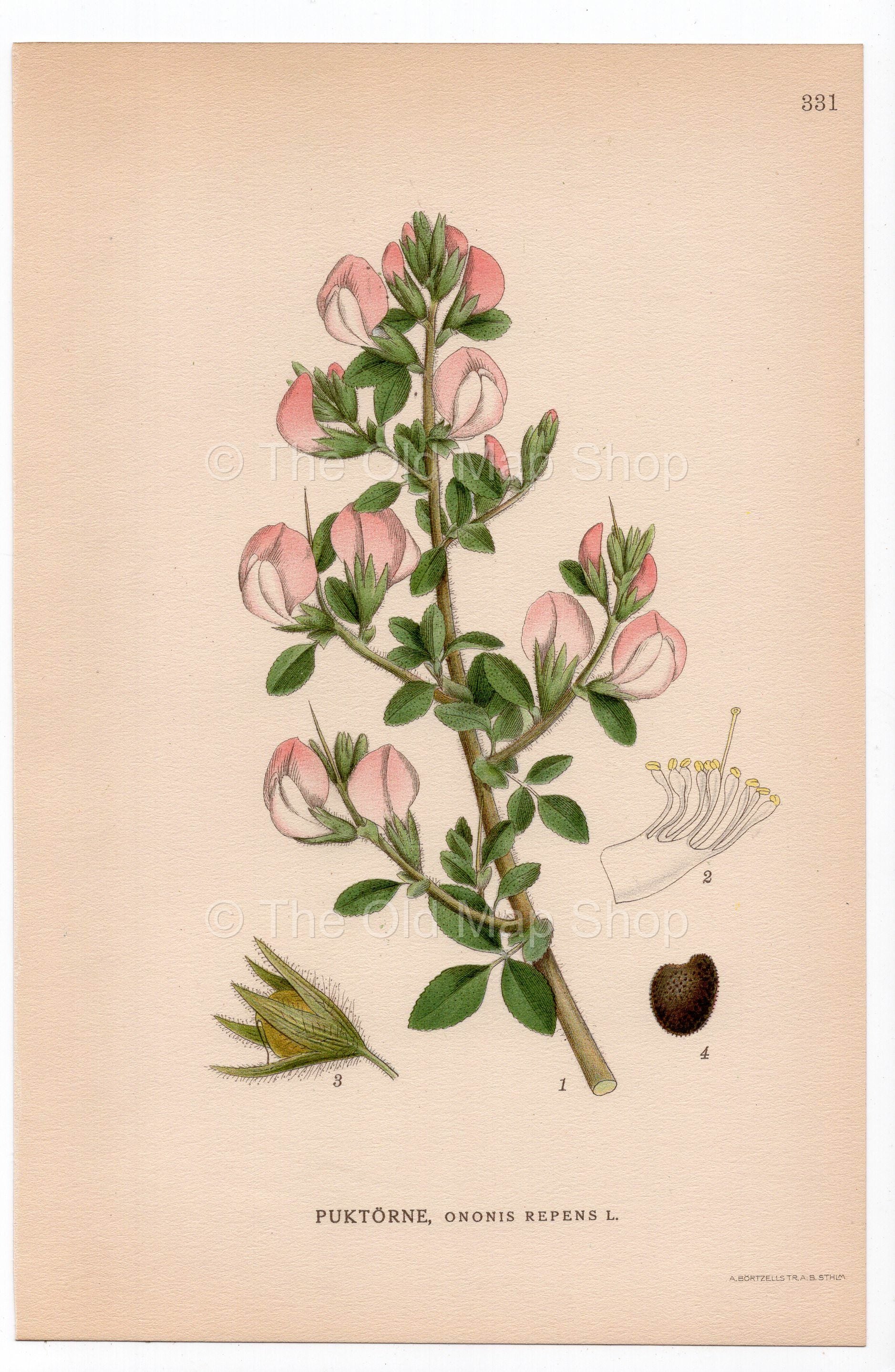 1926 Common Restharrow (Ononis repens) botanical print by C. A. M. Lindman, Plate 331