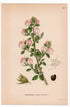 1926 Common Restharrow (Ononis repens) botanical print by C. A. M. Lindman, Plate 331