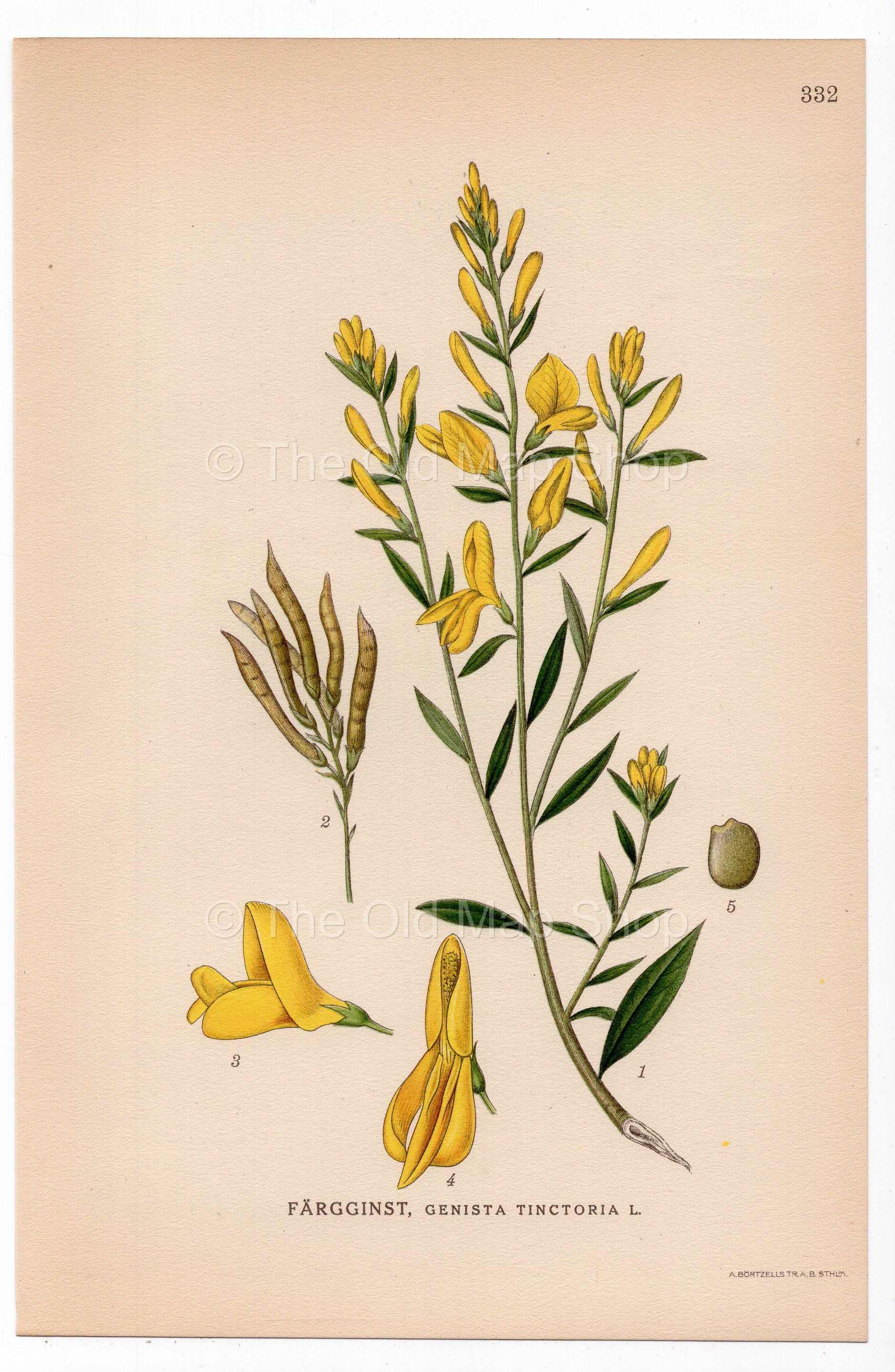 1926 Dyer’s Greenweed, Dyer's Broom (Genista tinctoria) botanical print by C. A. M. Lindman, Plate 332