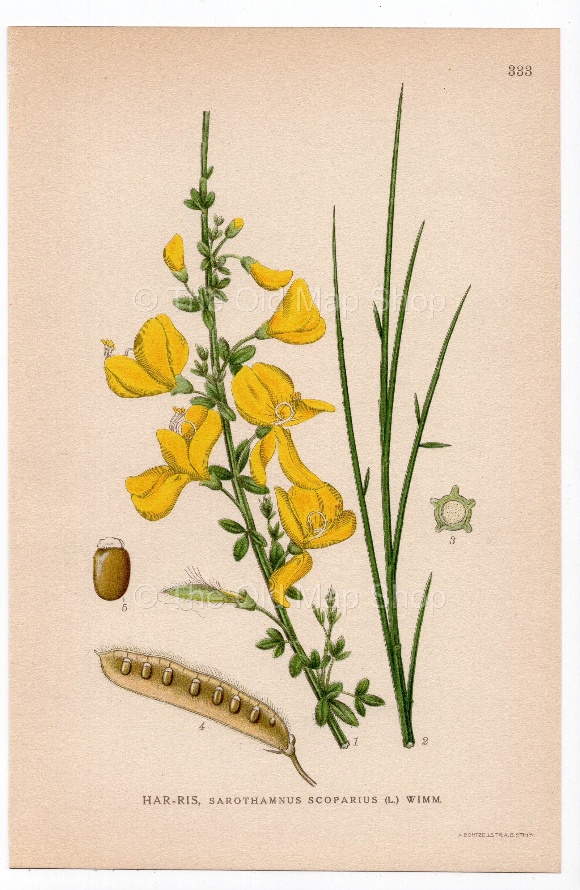 1926 Common Broom, Scotch Broom (Sarothamnus scoparius) botanical print by C. A. M. Lindman, Plate 333