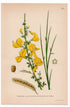 1926 Common Broom, Scotch Broom (Sarothamnus scoparius) botanical print by C. A. M. Lindman, Plate 333