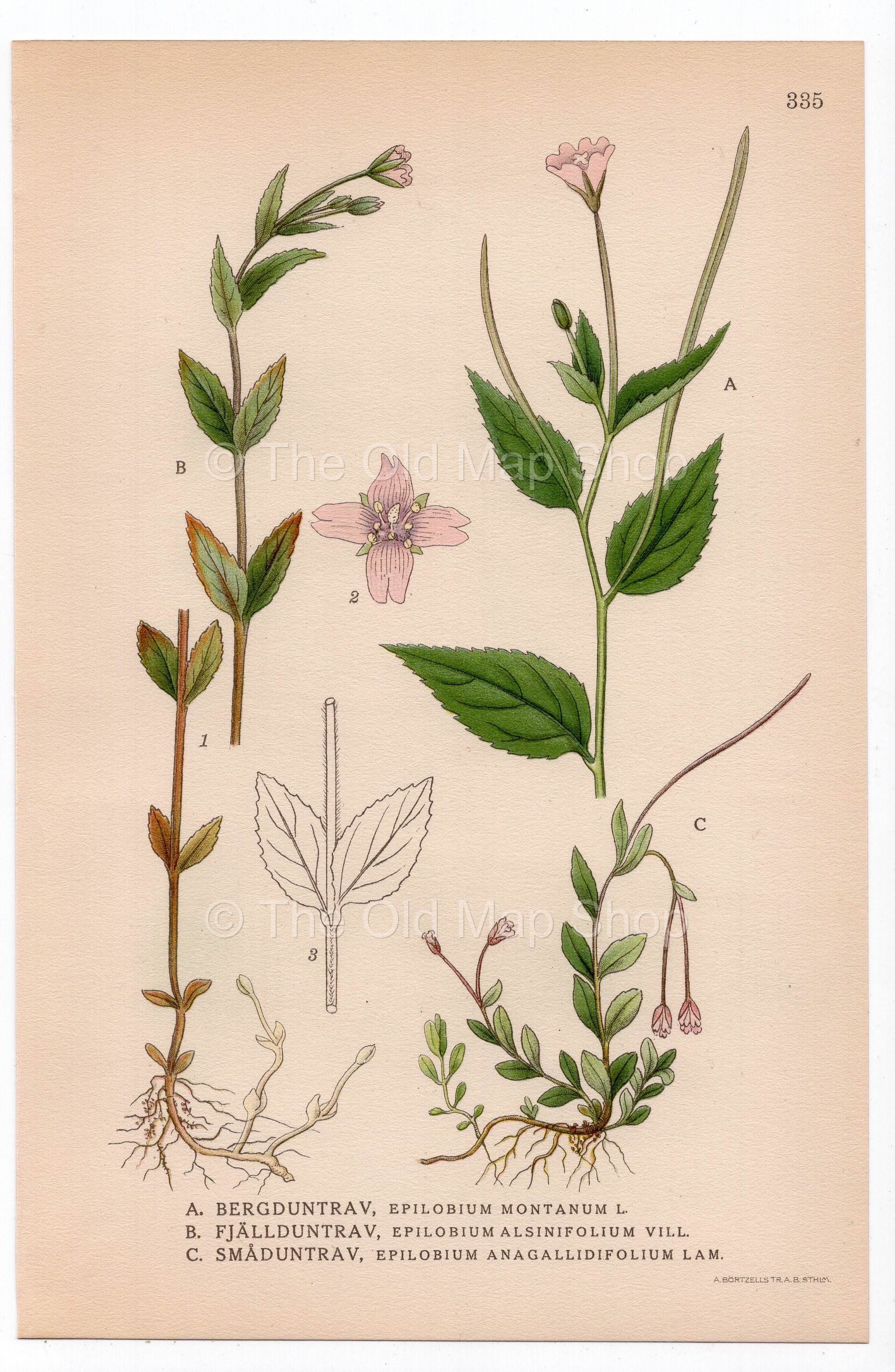 1926 Broad-leaved Willowherb (Epilobium montanum, alsinifolium) botanical print by C. A. M. Lindman, Plate 335