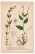 1926 Broad-leaved Willowherb (Epilobium montanum, alsinifolium) botanical print by C. A. M. Lindman, Plate 335