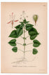 1926 Enchanter's Nightshade (Circaea alpina, lutetiana) botanical print by C. A. M. Lindman, Plate 336