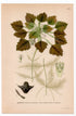 1926 Water caltrop, Buffalo nut, Bat nut (Trapa natans) botanical print by C. A. M. Lindman, Plate 337