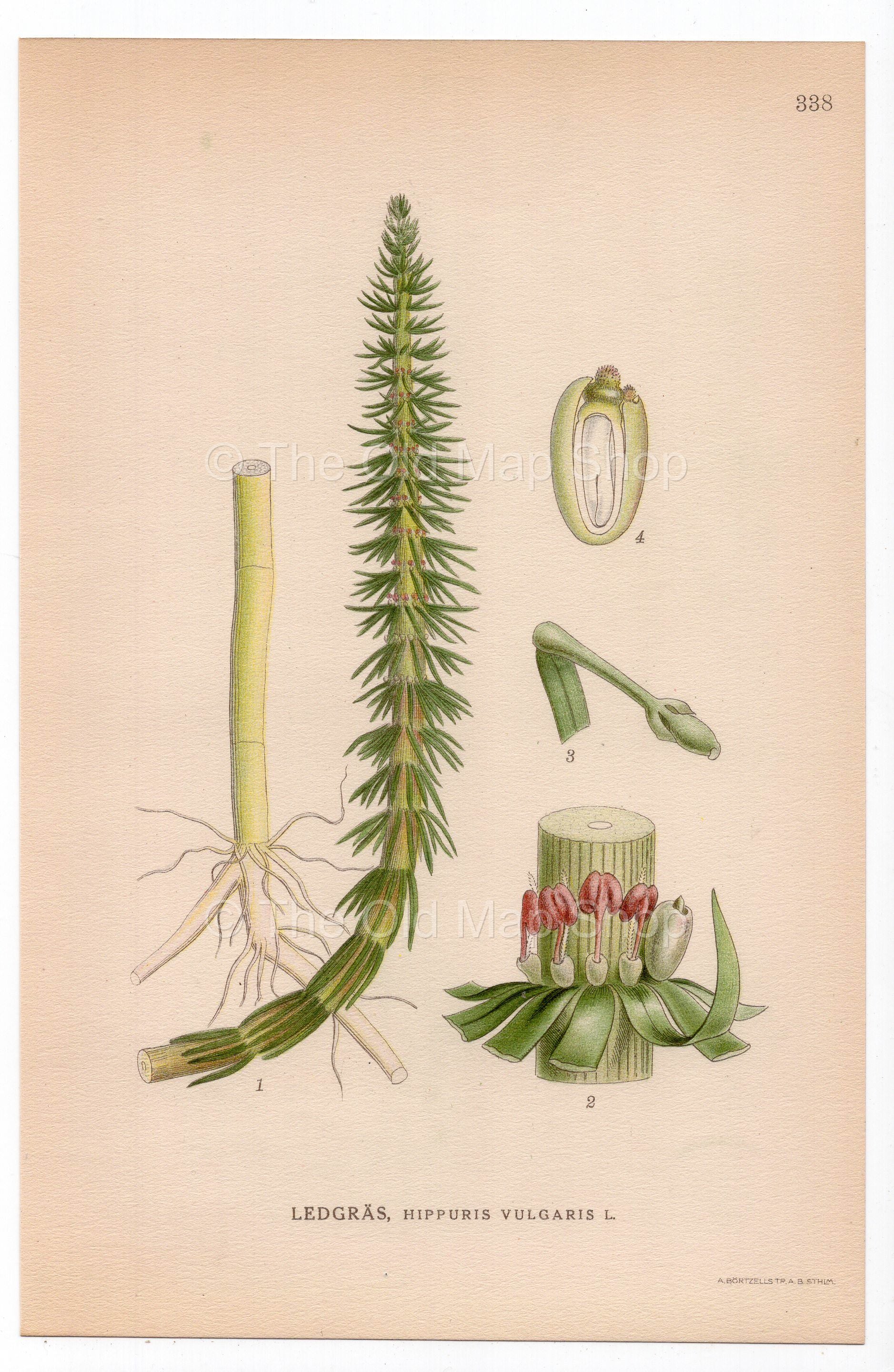1926 Mare's-tail, Horsetail (Hippuris vulgaris) botanical print by C. A. M. Lindman, Plate 338