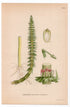 1926 Mare's-tail, Horsetail (Hippuris vulgaris) botanical print by C. A. M. Lindman, Plate 338