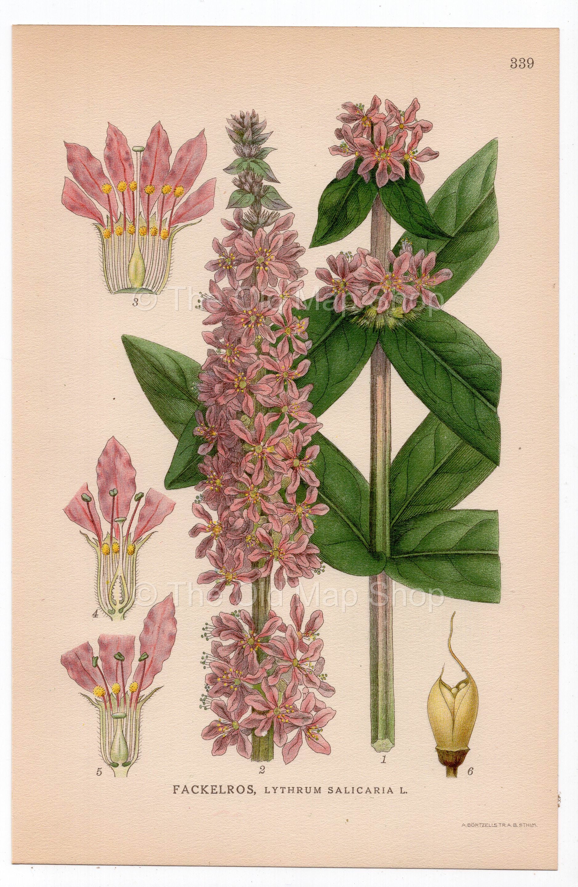 1926 Purple Loosestrife, Spiked Loosestrife (Lythrum salicaria) botanical print by C. A. M. Lindman, Plate 339