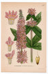1926 Purple Loosestrife, Spiked Loosestrife (Lythrum salicaria) botanical print by C. A. M. Lindman, Plate 339
