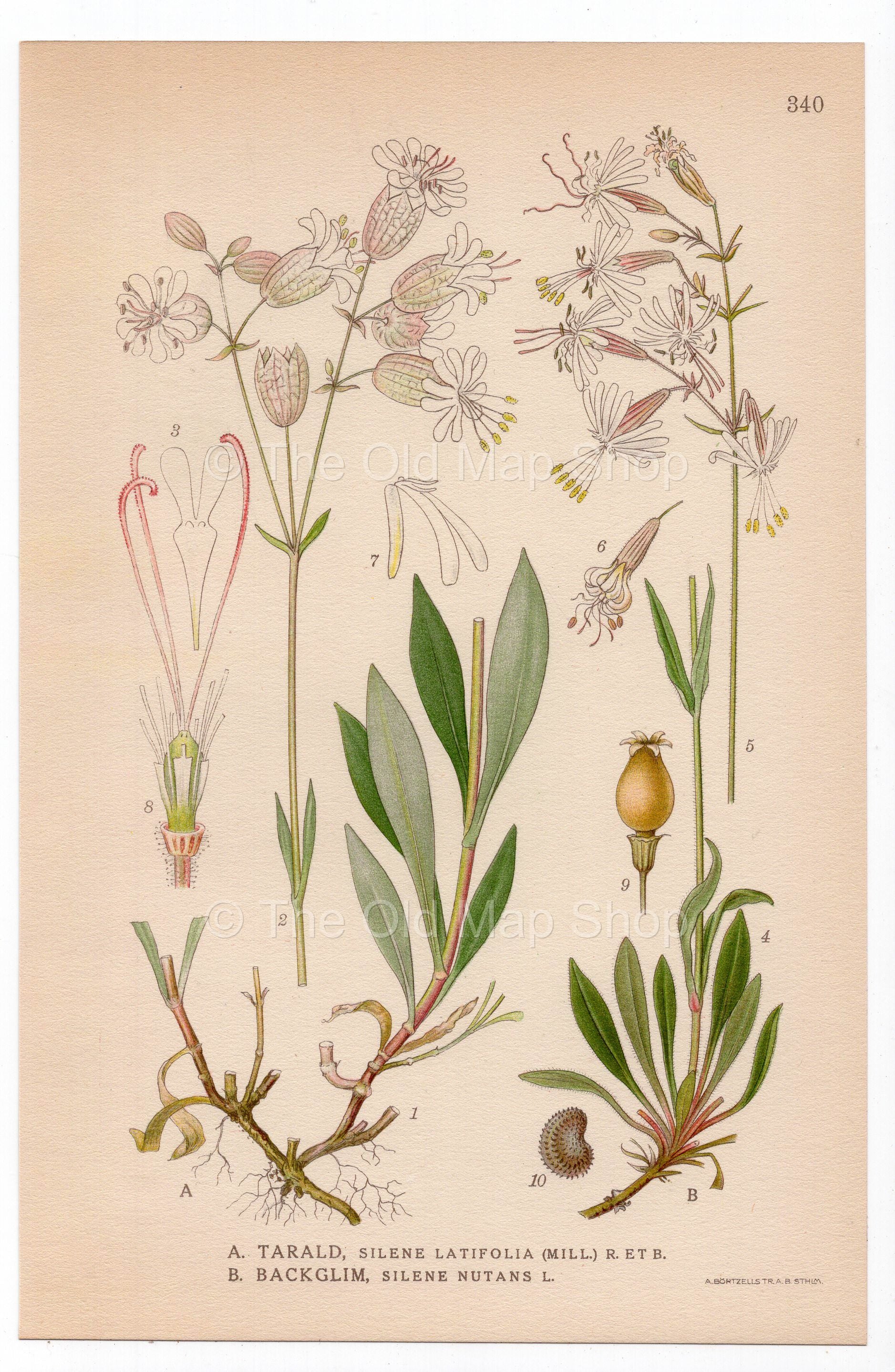 1926 White Campion, Nottingham Catchfly (Silene latifolia, nutans) botanical print by C. A. M. Lindman, Plate 340