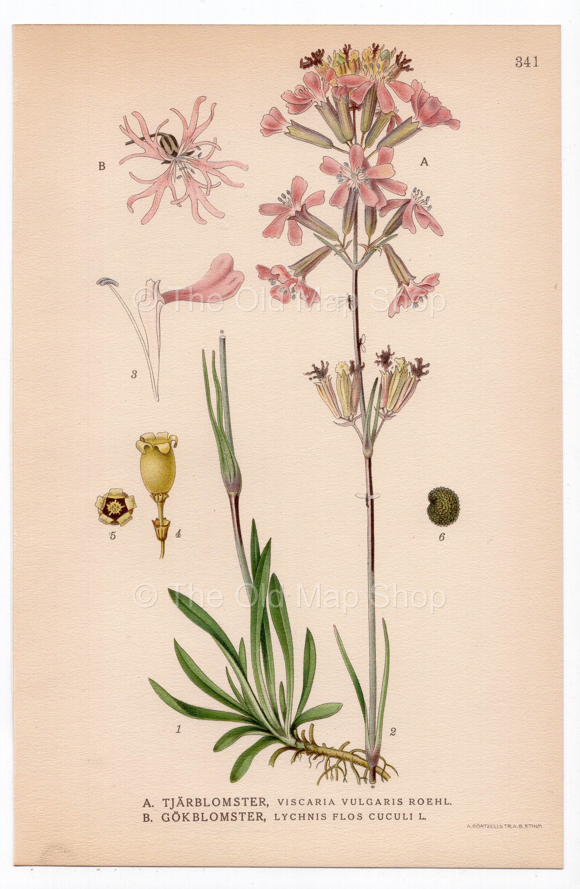 1926 Sticky Catchfly, Ragged-Robin (Viscaria vulgaris Roehl, Lychnis flos-cuculi) botanical print by C. A. M. Lindman, Plate 341