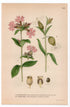 1926 Red Catchfly, Water Robin (Melandrium dioicum, Melandrium album Garcke) botanical print by C. A. M. Lindman, Plate 342