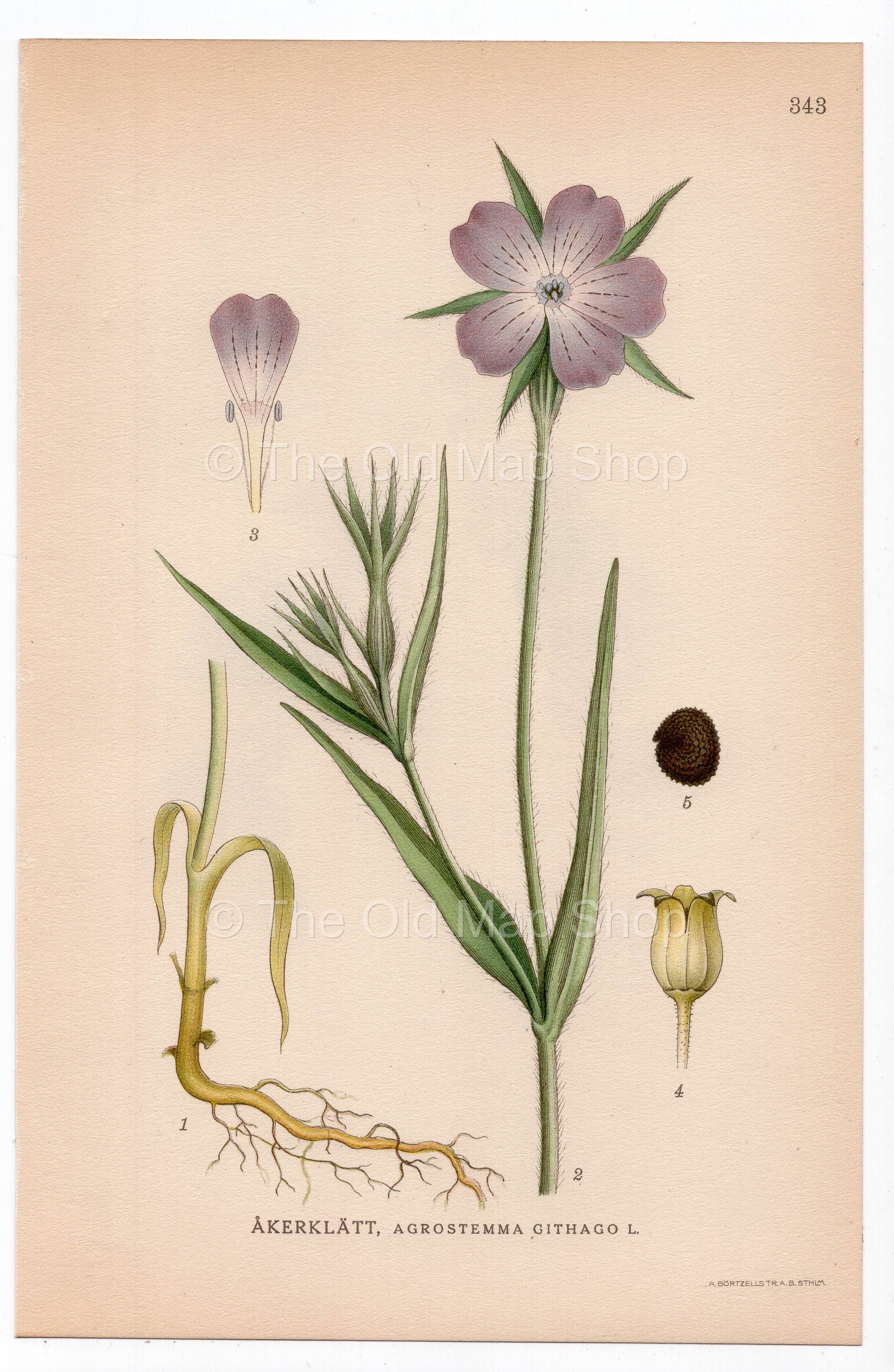 1926 Corncockle, Common Corn-cockle (Agrostemma githago) botanical print by C. A. M. Lindman, Plate 343