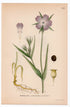 1926 Corncockle, Common Corn-cockle (Agrostemma githago) botanical print by C. A. M. Lindman, Plate 343
