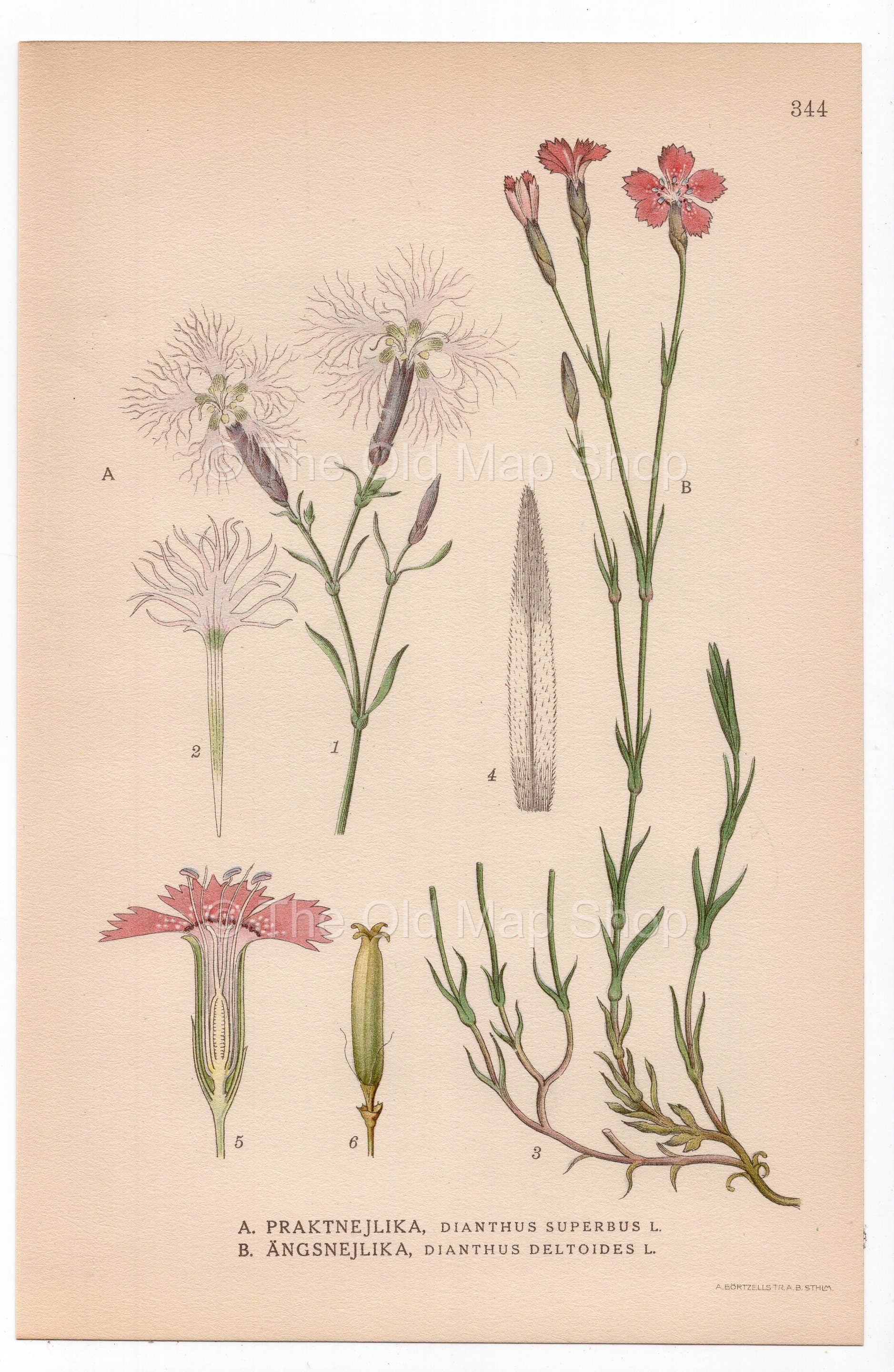 1926 Fringed Pink, Maiden Pink (Dianthus superbus, Dianthus deltoides) botanical print by C. A. M. Lindman, Plate 344
