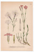 1926 Fringed Pink, Maiden Pink (Dianthus superbus, Dianthus deltoides) botanical print by C. A. M. Lindman, Plate 344