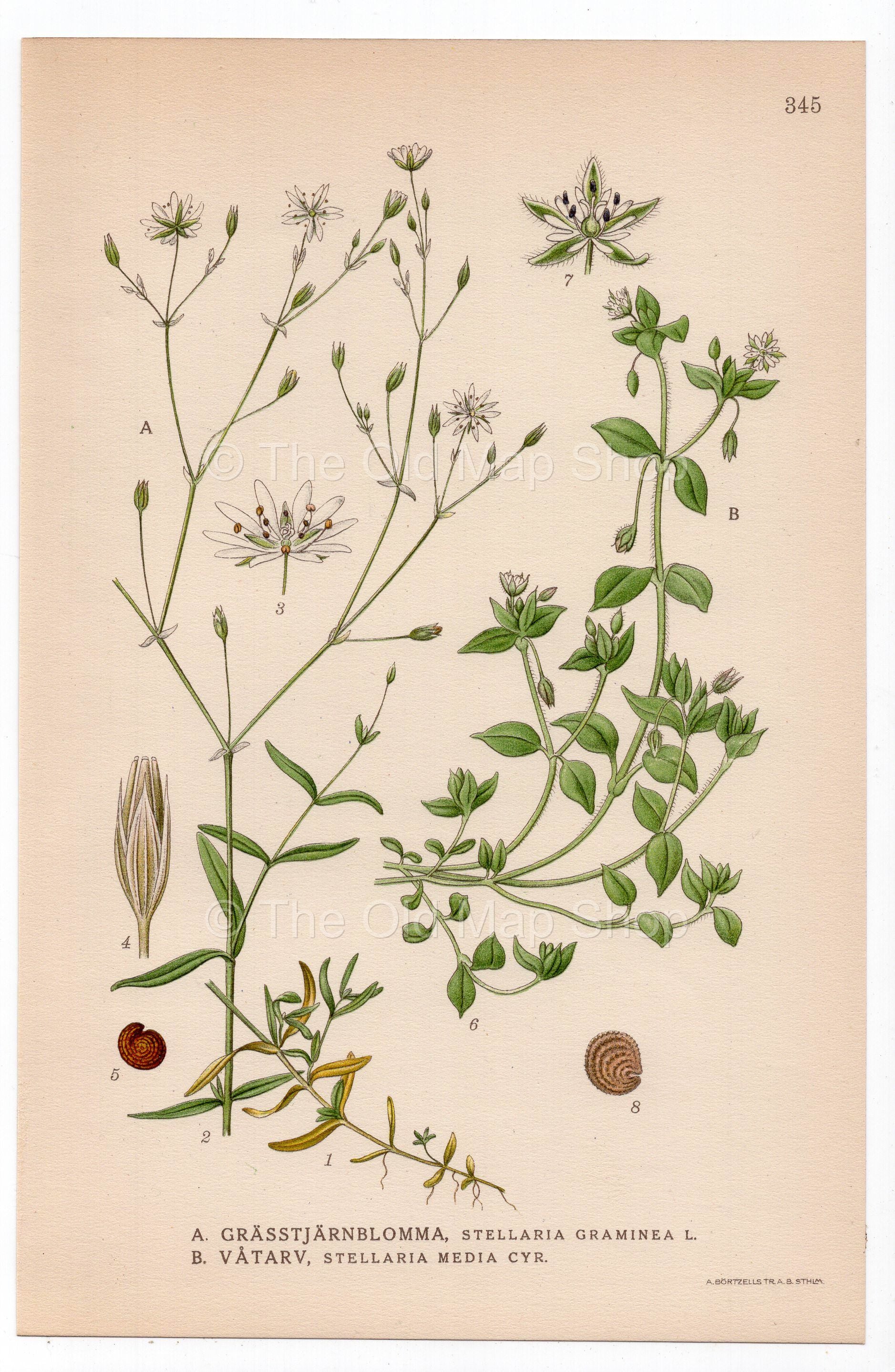 1926 Starwort, Chickweed, Stitchwort (Stellaria graminea, Stellaria media) botanical print by C. A. M. Lindman, Plate 345