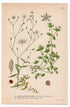 1926 Starwort, Chickweed, Stitchwort (Stellaria graminea, Stellaria media) botanical print by C. A. M. Lindman, Plate 345