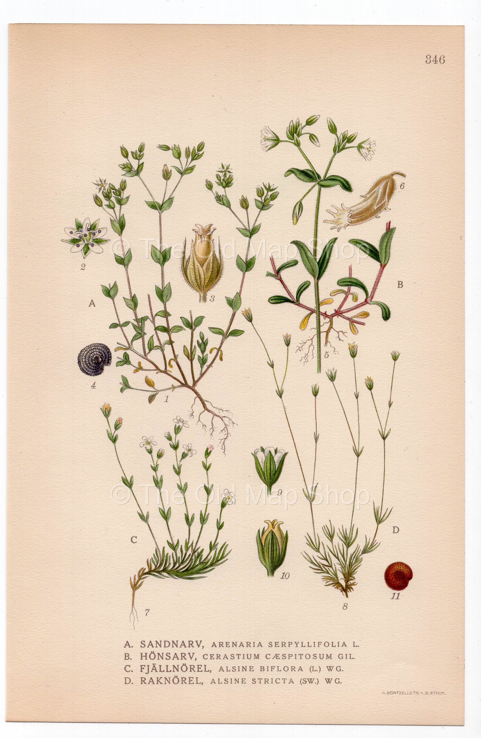 1926 Thyme-leaf Sandwort (Arenaria serpyllifolia, Alsine stricta) botanical print by C. A. M. Lindman, Plate 346