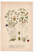1926 Thyme-leaf Sandwort (Arenaria serpyllifolia, Alsine stricta) botanical print by C. A. M. Lindman, Plate 346