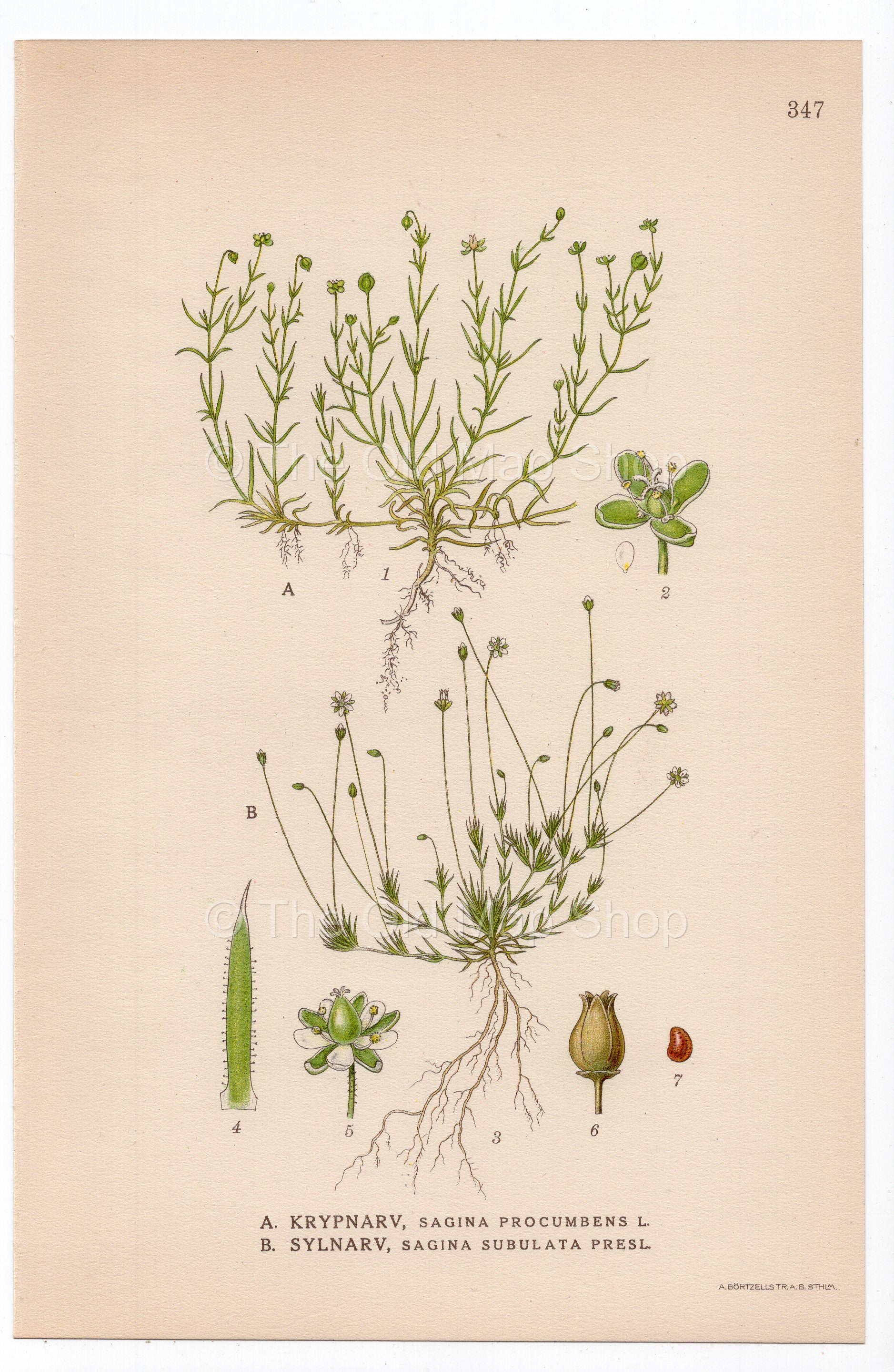1926 Birdeye Pearlwort, Irish-moss (Sagina procumbens, Sagina subulata) botanical print by C. A. M. Lindman, Plate 347