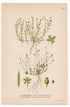 1926 Birdeye Pearlwort, Irish-moss (Sagina procumbens, Sagina subulata) botanical print by C. A. M. Lindman, Plate 347