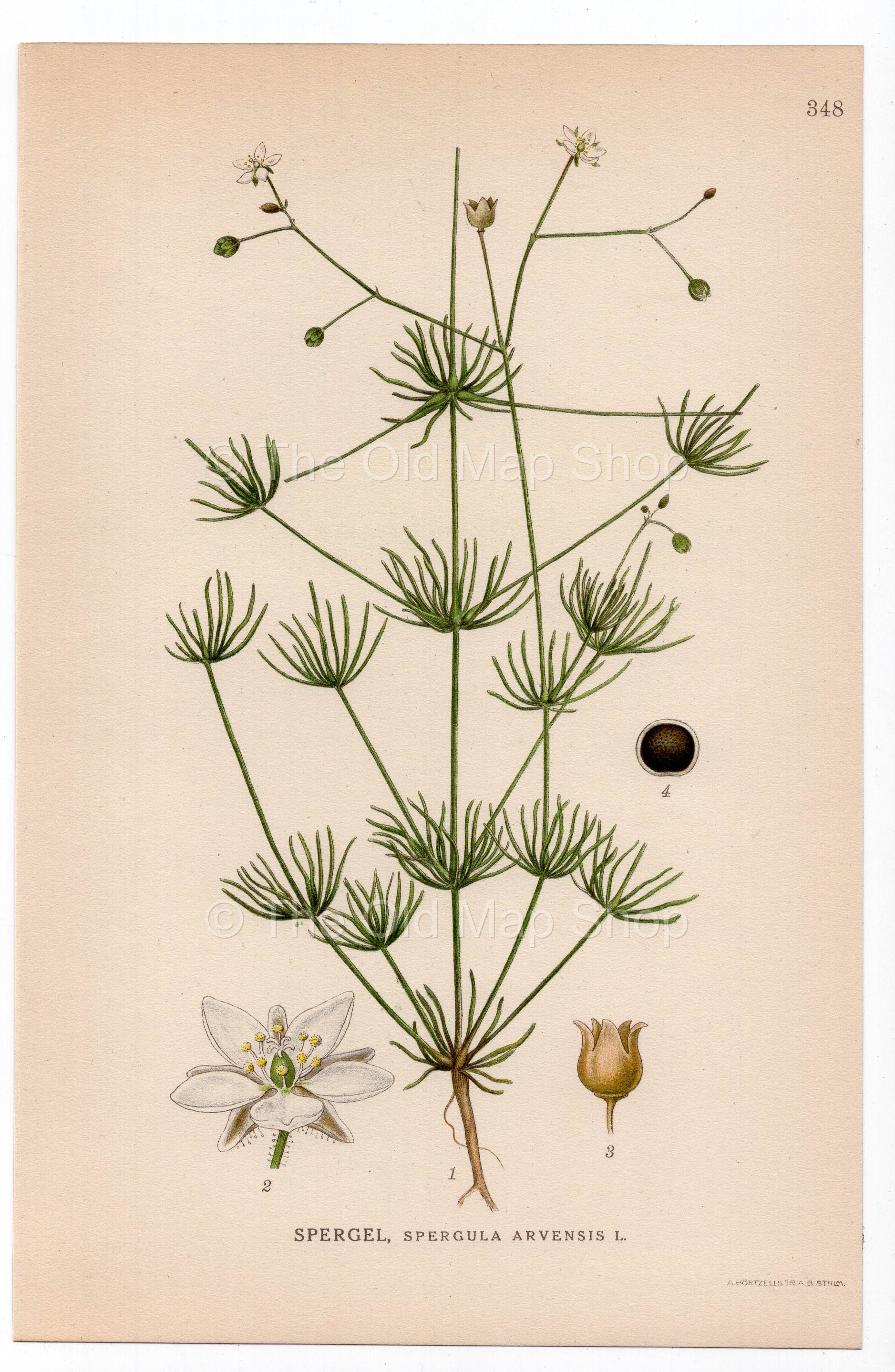 1926 Corn Spurry (Spergula arvensis) botanical print by C. A. M. Lindman, Plate 348