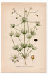 1926 Corn Spurry (Spergula arvensis) botanical print by C. A. M. Lindman, Plate 348