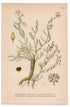 1926 Media Sandspurry, Spergularia Marginata (Spergularia Marginata, Campestris) botanical print by C. A. M. Lindman, Plate 349