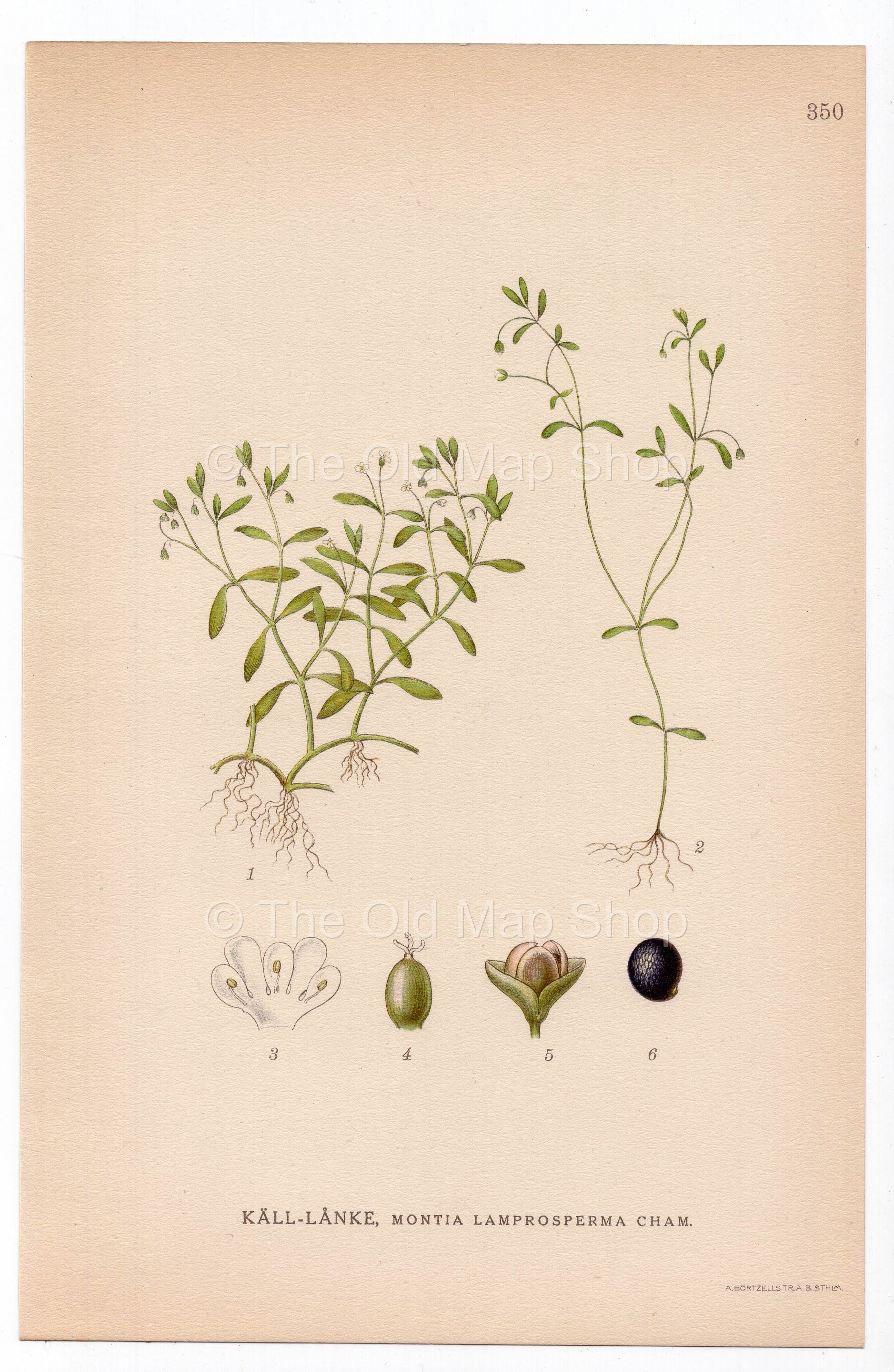 1926 Blinking Chickweed, Blinks, Water Chickweed (Montia lamprosperma) botanical print by C. A. M. Lindman, Plate 350