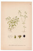 1926 Blinking Chickweed, Blinks, Water Chickweed (Montia lamprosperma) botanical print by C. A. M. Lindman, Plate 350