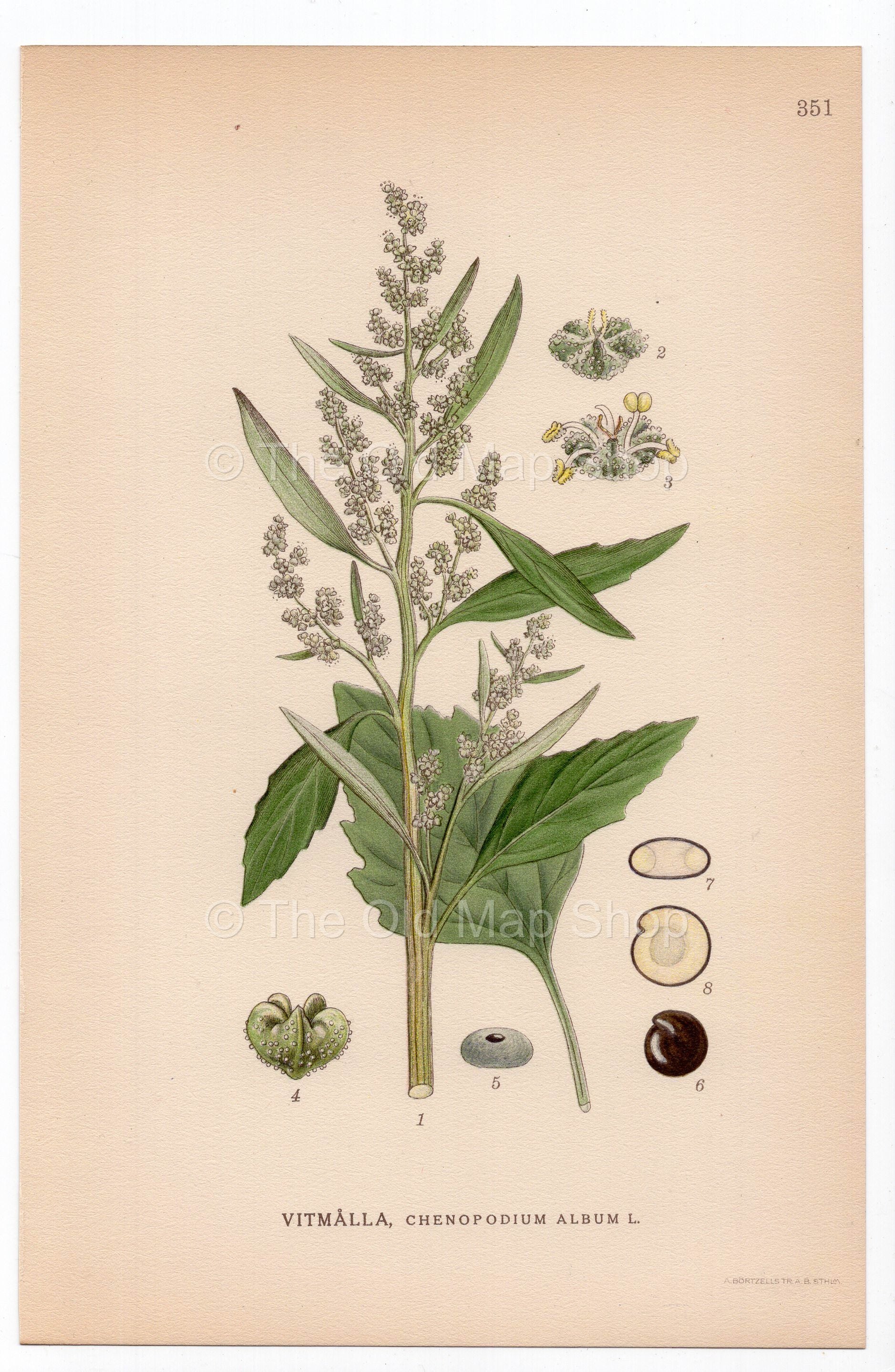 1926 Lamb's Quarters, Melde, Goosefoot, Pigweed (Chenopodium album) botanical print by C. A. M. Lindman, Plate 351