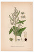1926 Lamb's Quarters, Melde, Goosefoot, Pigweed (Chenopodium album) botanical print by C. A. M. Lindman, Plate 351