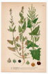 1926 Saltbush, Orache, Atriplex Hastifolium (Atriplex Hastifolium, Atriplex Deltoideum) botanical print by C. A. M. Lindman, Plate 352