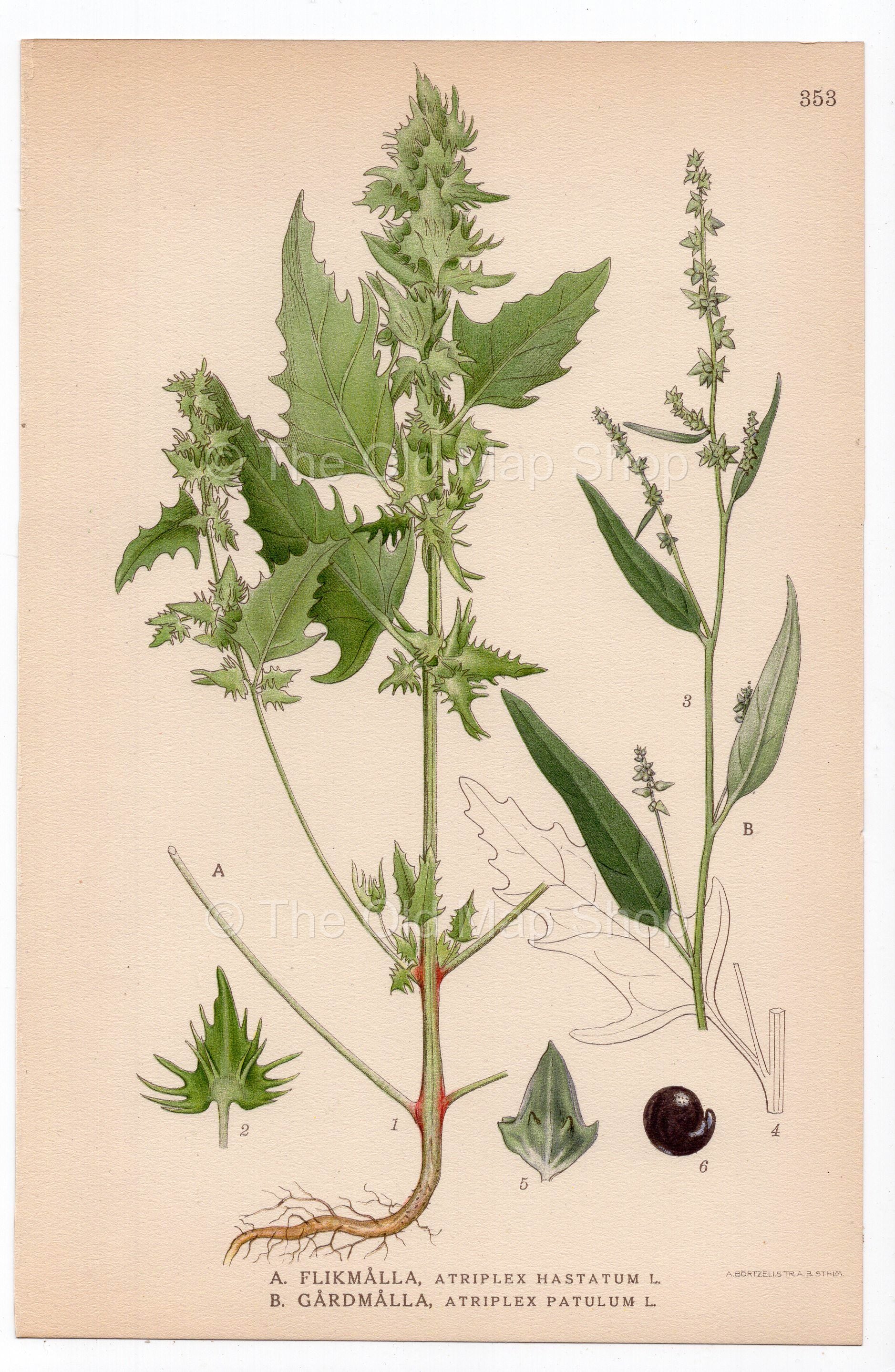 1926 Spear Saltbush, Common Orache (Atriplex hastatum, Atriplex patula) botanical print by C. A. M. Lindman, Plate 353