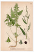 1926 Spear Saltbush, Common Orache (Atriplex hastatum, Atriplex patula) botanical print by C. A. M. Lindman, Plate 353