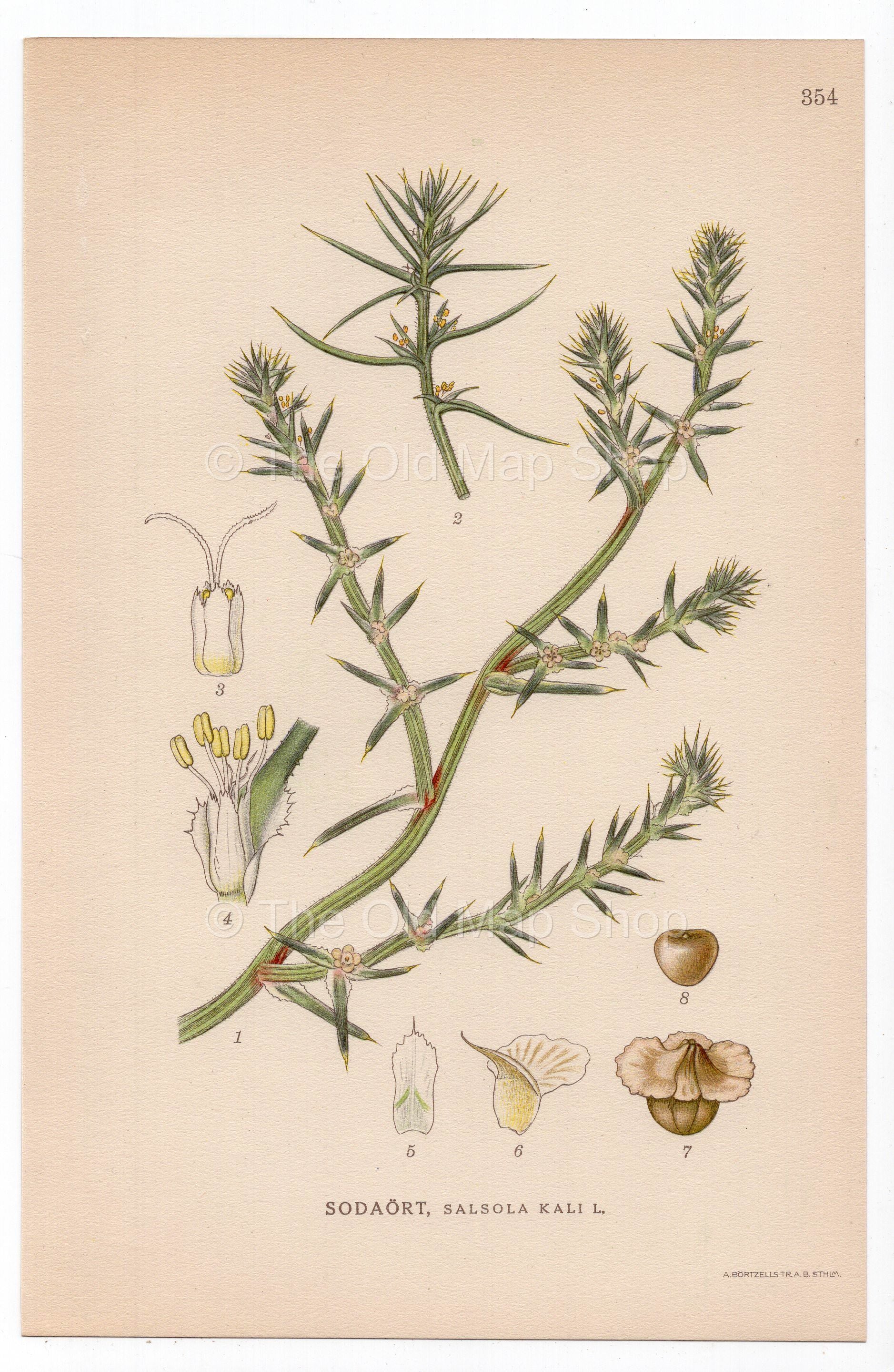 1926 Tumbleweed, Windwitch, Common Saltwort (Salsola kali) botanical print by C. A. M. Lindman, Plate 354