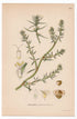 1926 Tumbleweed, Windwitch, Common Saltwort (Salsola kali) botanical print by C. A. M. Lindman, Plate 354