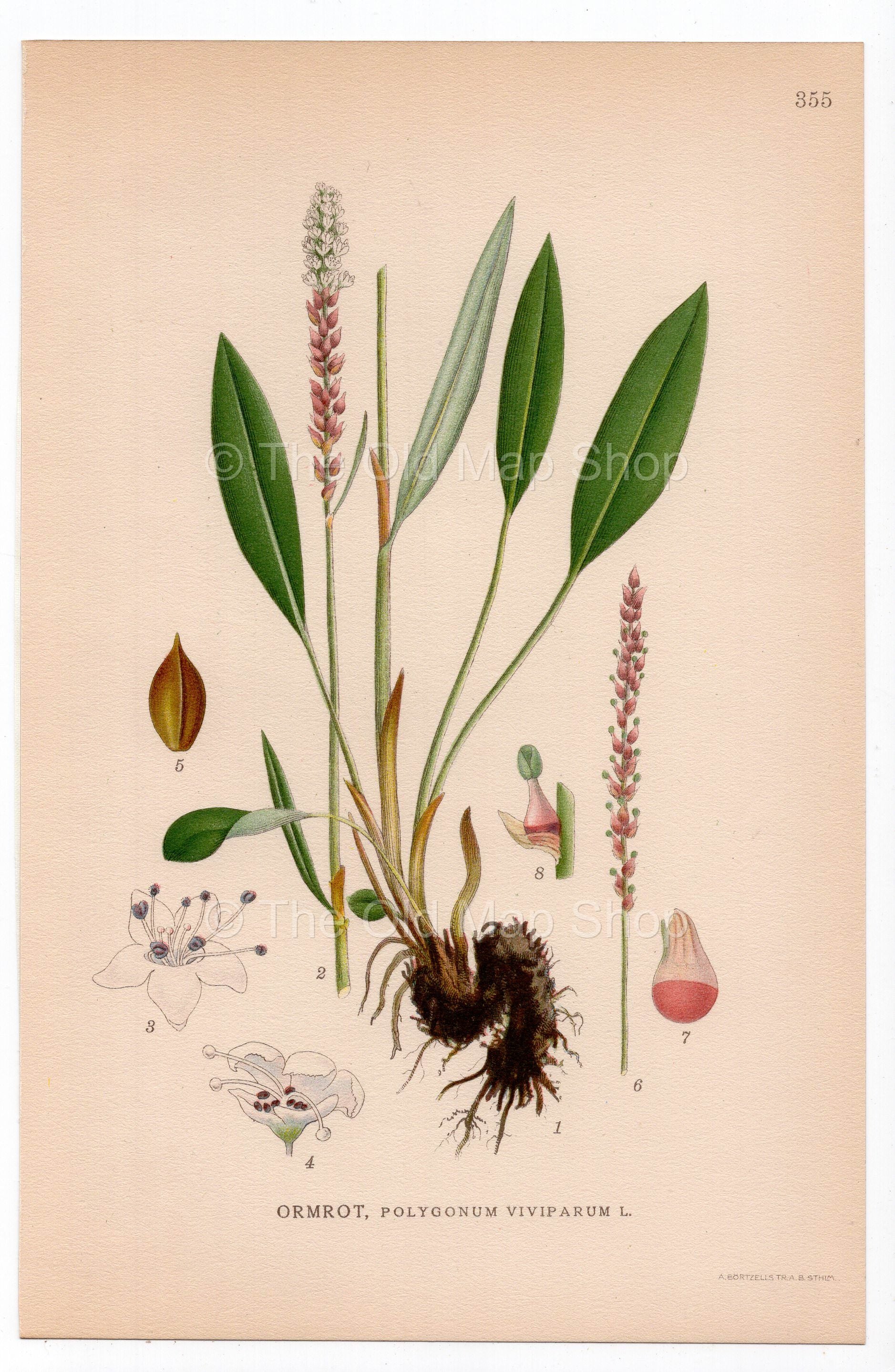 1926 Alpine bistort (Polygonum viviparum) botanical print by C. A. M. Lindman, Plate 355