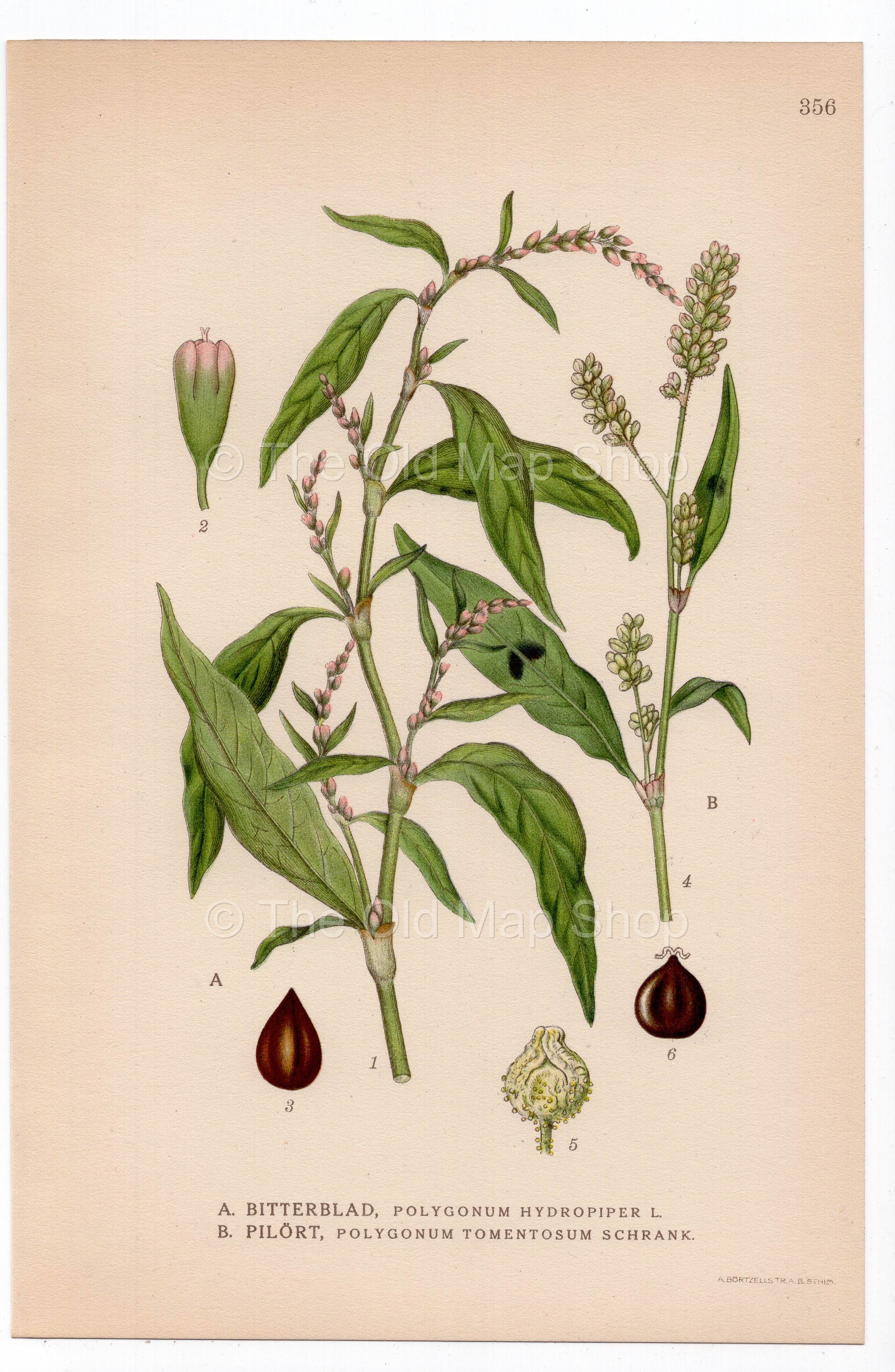 1926 Arse Smart, Water-Pepper (Polygonum hydropiper) botanical print by C. A. M. Lindman, Plate 356