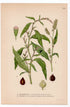 1926 Arse Smart, Water-Pepper (Polygonum hydropiper) botanical print by C. A. M. Lindman, Plate 356