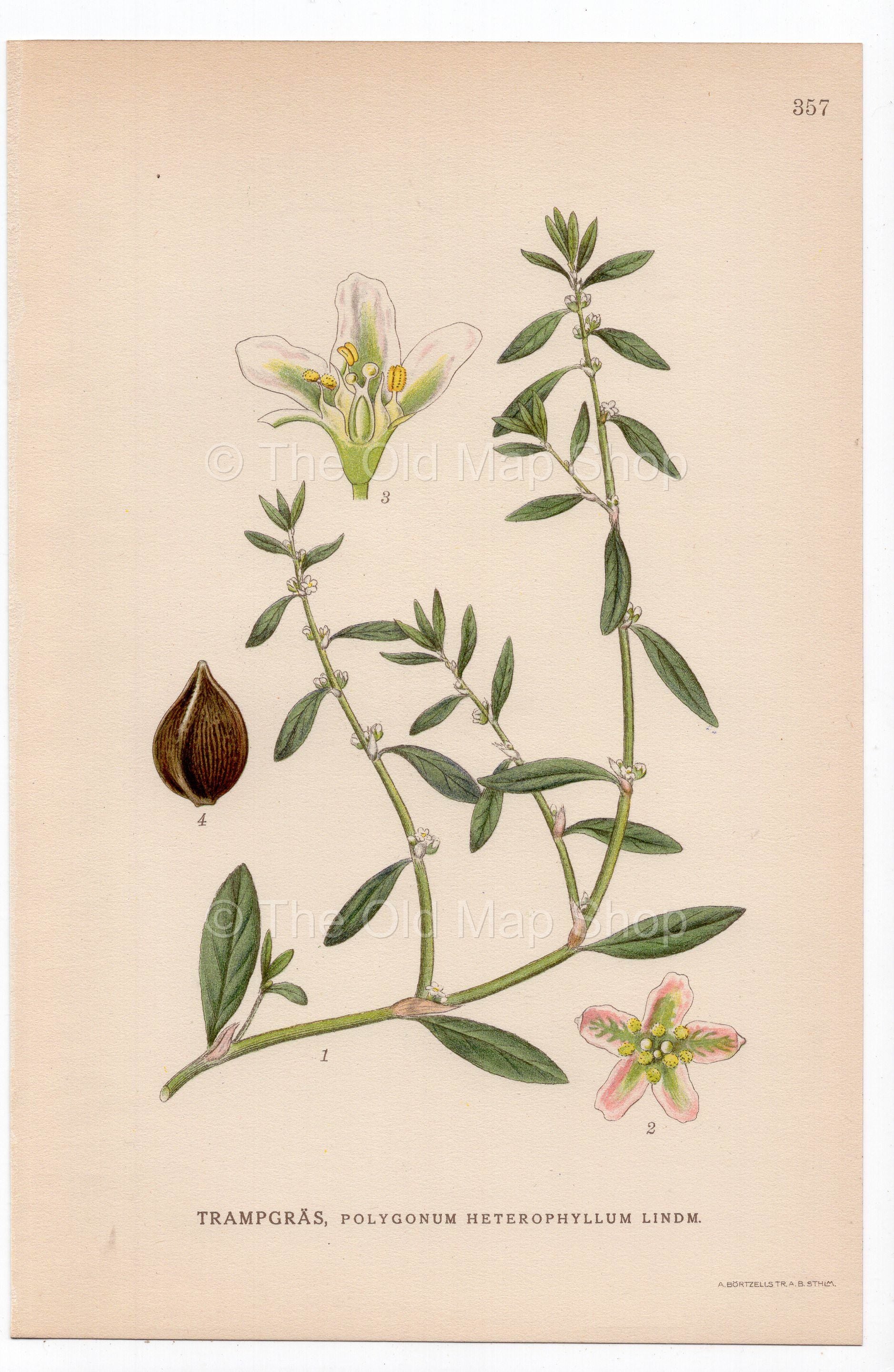 1926 Northern knotweed (Polygonum heterophyllum) botanical print by C. A. M. Lindman, Plate 357